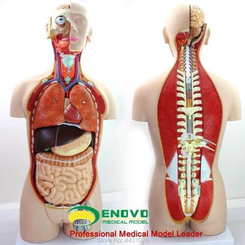 ENOVO 18 parts 85CM asexual body body organ structure tissue anatomy model
