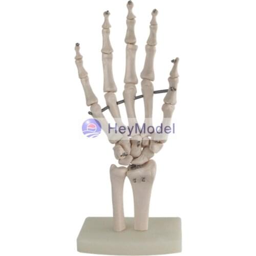 Heymodel Life Size 1:1 Hand Joint Section Model without Ligament
