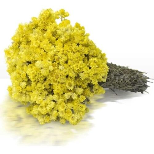 Helichrysum flower -Helichrysum arenarium 1-2-3-5 bundle Free Shipping