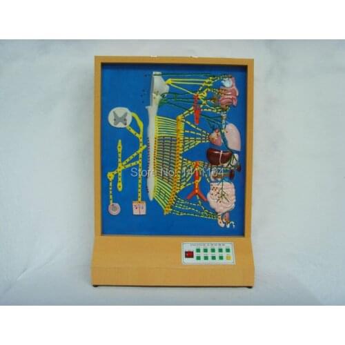 Free shipping&Autonomic nerve electric anatomy model, neural model, teaching medical, nervous system, be used for Science Museum