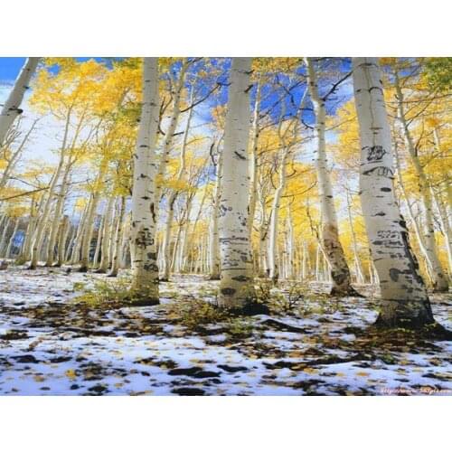 Free shipping realist photography birch landscape canvas painting prints oil painting on canvas wall art decoration pictures