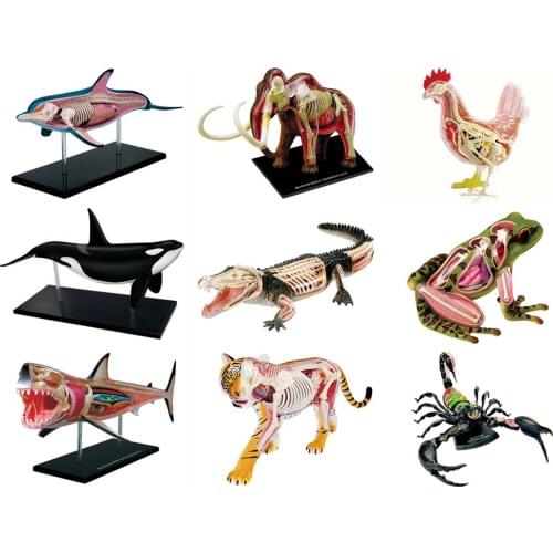 4D Animal organ anatomy assembling Educational toys medical teaching model