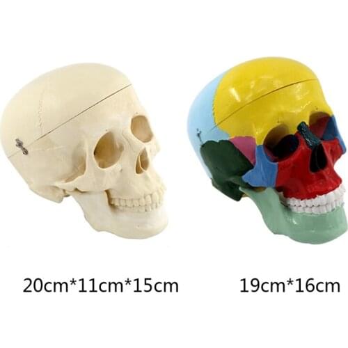 Human Head Skull Model Especially for students Teachers Professors Iatrical School Necessities Prepare for School Day