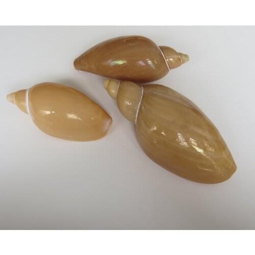 Natural Conch Shell Valley Migu Conch Home Decoration Fish Tank Landscaping Childrens Toy Photography Props