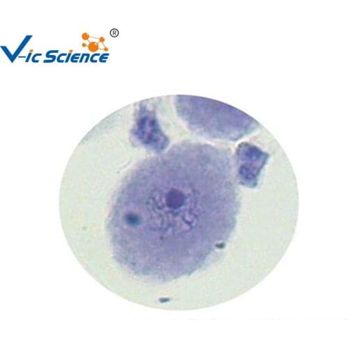 12 pcs Onion anther meiosis biology educational students Prepared Slides