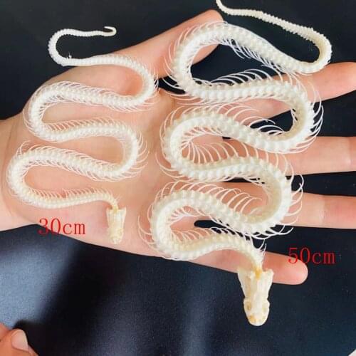 Snake skeleton model Collection snake bone specimen educational model Home decoration Crafts Gift DIY