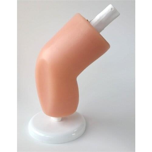 Arthroscopy Simulator Trainer Silicone Soft Orthopedics Knee Joint Model