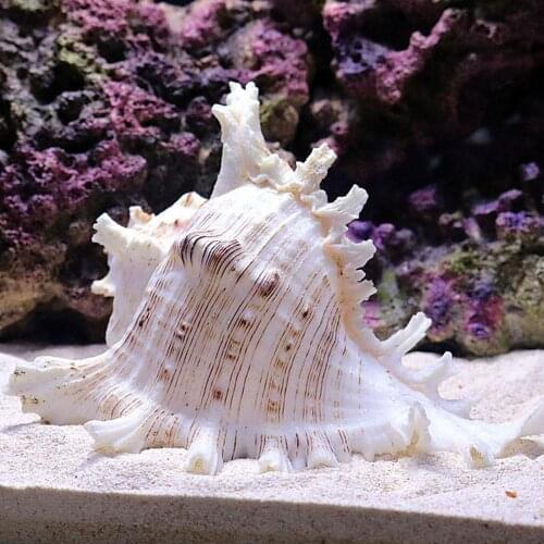 Selection Of Genuine Big Sea Shells. Mixed Sea Shell Original Authentic Natural Kylin Snail