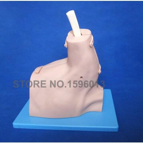 Shoulder Arthroscopy Training Simulator Vivid Shoulder Joint Anatomy Model