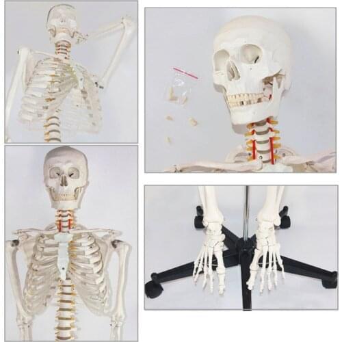 Life Szie 180cm Medical PVC Human Plastic Skeleton Model