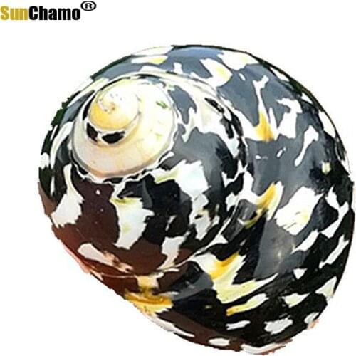 Natural Conch Shell Black King Kong South African Aquarium Fish Tank Landscape Specimen Snail Micro-landscape Ornaments Crafts