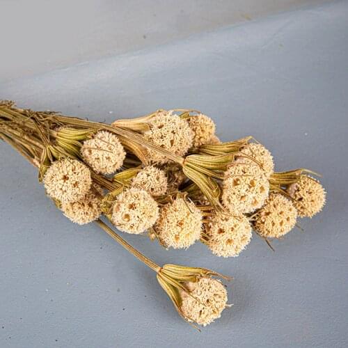 Natural Dried Flowers Real Passepartout Maple Fruit Dried Plants DIY Wedding Flower Arrangement Home Decoration Photo Props