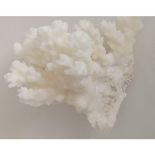 Natural White Coral Fossil Cluster Crystal Aquarium Landscaping Ornaments Decorationum Reef Specimen Home Decor Gift