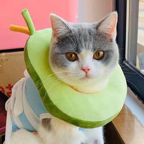 Cat Collar Cat Collar Avocado Bagel Cat Pet Headgear Anti-lick ring