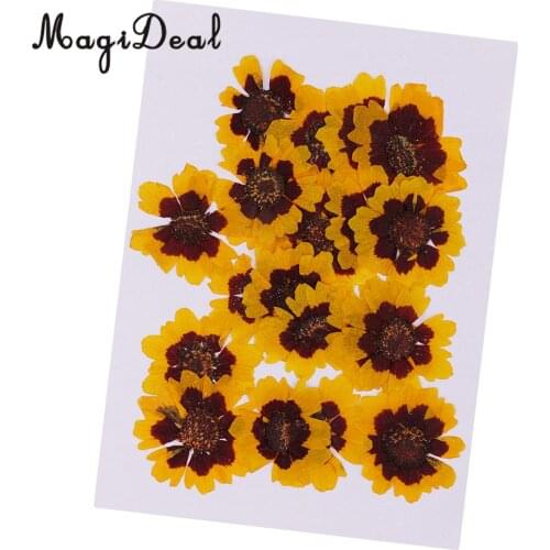 20pcs Vivid Beautiful Real Pressed Flower Natural Dried Flowers for Art Craft Scrapbooking Resin Jewelry Craft Making Phone Case