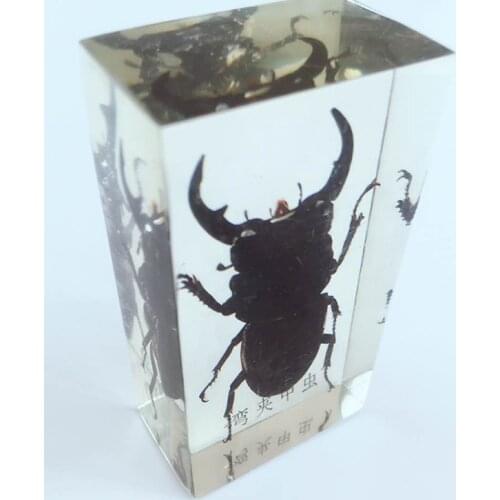 Insect Embedding Specimens Real Beetle Weevil Cockroach Specimen Model Biological Entomology Teaching Aids Resin Craftwork