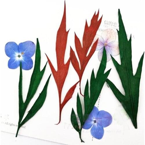 120pcs Green Pressed Dried Grevillea Robusta Leaf Leaves Plant Herbarium For Jewelry Craft Making Accessories