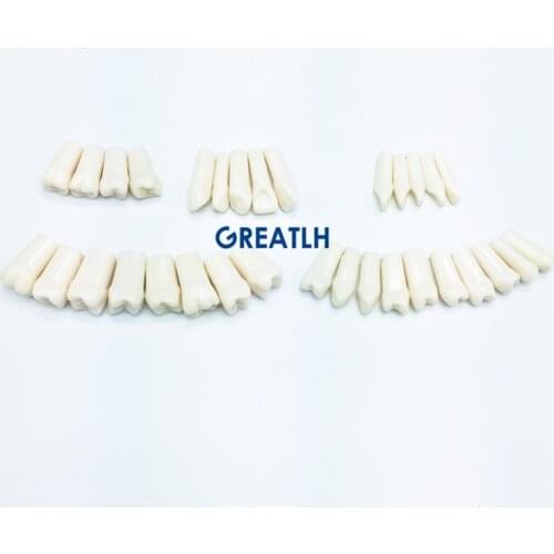 28pcs/32pcs Dental Practise Teeth Dentist Practise Artificial Teeth for Implant Mandible