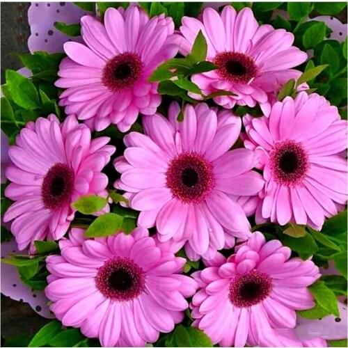 PDMDOG 5d DIY Diamond Painting Full Square/round Drill Daisy Diamond Embroidery Flower Mosaic Handmade Home Decoration Gift