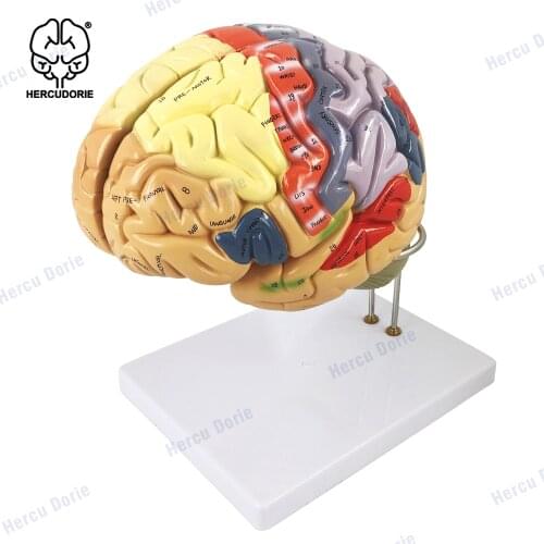 Human Anatomical Brain Model for Neuroscience Teaching with Labels 2 Times Life Size Anatomy Model for Learning Science Classroo