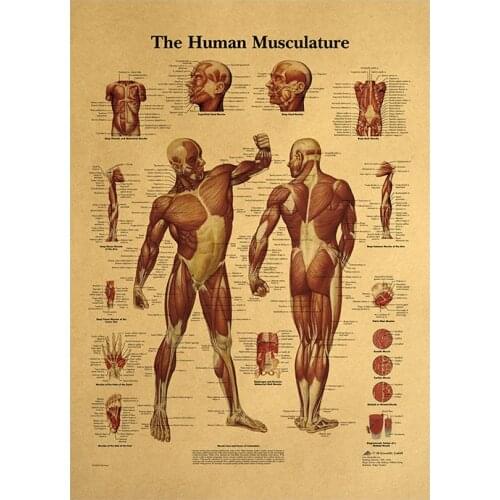 Human Anatomy Muscle Skeleton Skull Brain System Posters Human Body Map Kraft Paper Painting Medical Education Wall Home Decor