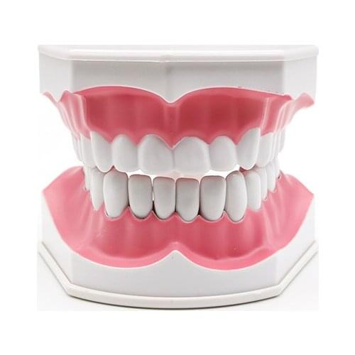 Teeth model brush teaching models Removable Lower Teeth,Dental Adult standard oral model,early Educational for kids,tooth models