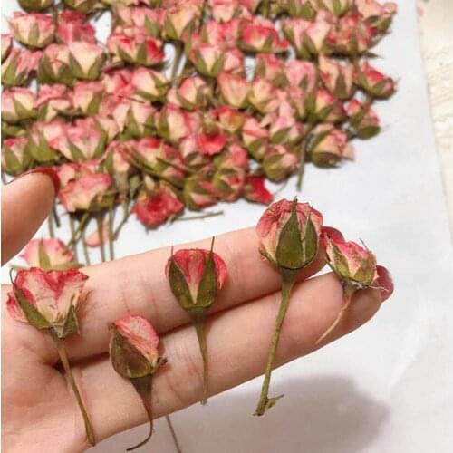 12pcs Dried Pressed Pale Pink Rose Flower Plant Herbarium For Jewelry Bookmark Postcard Phone Case Invitation Card DIY Making