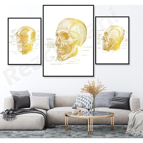 Facial muscle gold anatomy art anatomy face poster beautician gift massage therapist office decoration clinic wall decoration
