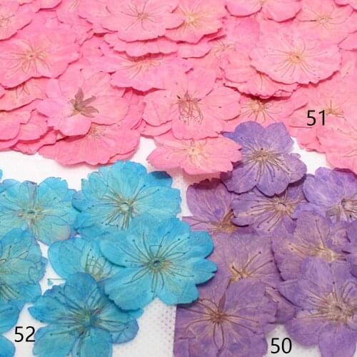 3-3.5cm Cerasus sp. pressed flowers Pressed plants for nature lovers 12pcs