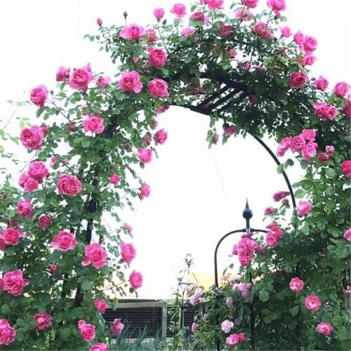 Arch Flower Stand Gardening N-shaped Arched Flower Stand Bracket Climbing Stand Birthday Party Decoration Home Garden Decoration