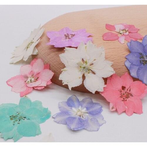 250pcs 2-4cm Pressed Dried Consolida Ajacis Flower Plant Herbarium For Jewelry Postcard Invitation Card Phone Case Bookmark DIY