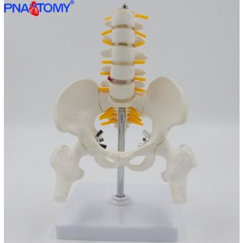Mini Human Pelvic With Five Lumbar Vertebrae and Femur Model Spinal Column Spine Model Skeleton Anatomy Educational Equipment