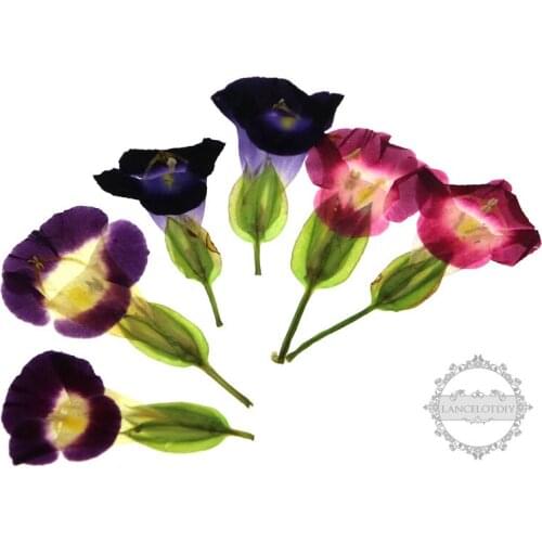 3-4cm real dry pressed pink,blue,purple flower craft DIY glass dome resin filling 12pcs/pack 1503194