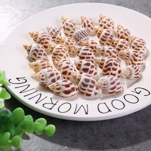 10pcs Marine natural flowers dongfeng conch shell Marine decoration aquarium aquarium furnishings DIY children toys crsfts