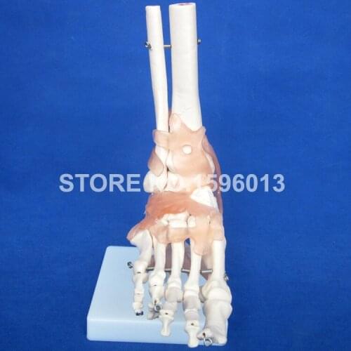 HOT Life-Size Foot Joint Model with Ligaments, Human Foot Ligaments Model