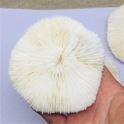10cm Natural pinggu fossil mineral specimens decorated as gifts collection 1pc