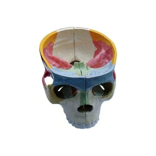 Color skull base anatomical model skull anatomical model 30*45*20cm