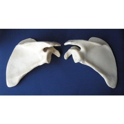 1:1 human shoulder blade model skeleton Human Medicine teaching model free shipping