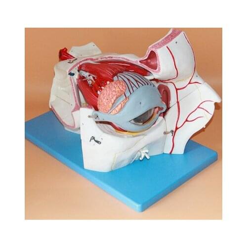 Eye and orbital vessels and nerves attached enlarge eye model anatomical model of eye muscles retina lacrimal anatomical model
