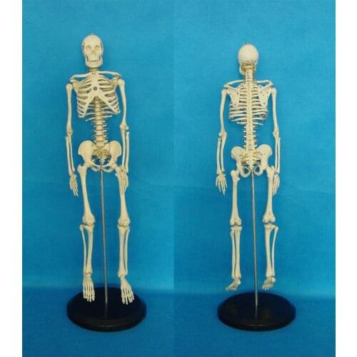 Human body model 65CM human skeleton model skeleton teaching model