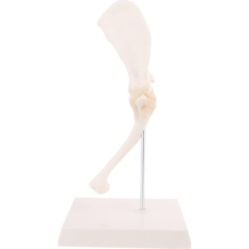 Dog Canine Shoulder Joint Model Veterinary Teaching Research Skeleton Animal Display Halloween Gift for Educators and Students