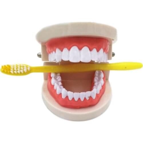 Guide students practice Tooth brushing model 1/2 Standard Dental tooth model
