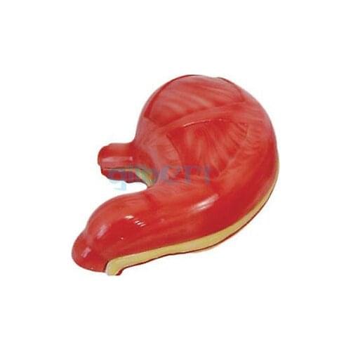 2X Life Size Human Stomach Anatomical Vessels and Vagus Nerve Medical Model