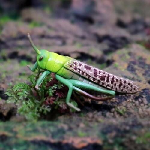 Simulation Insect Animal Action Figures Collection PVC Toy Kids Gift Solid locust Model Action Figure