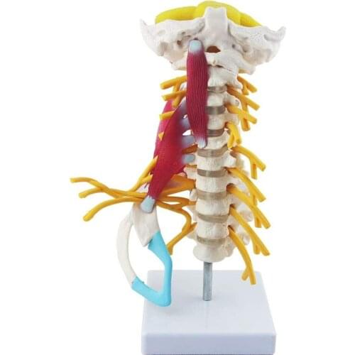Human Cervical Vertebra Model Cervical Spine Neuromuscular Human Cervical Vertebra Column Model Teaching Medical Models