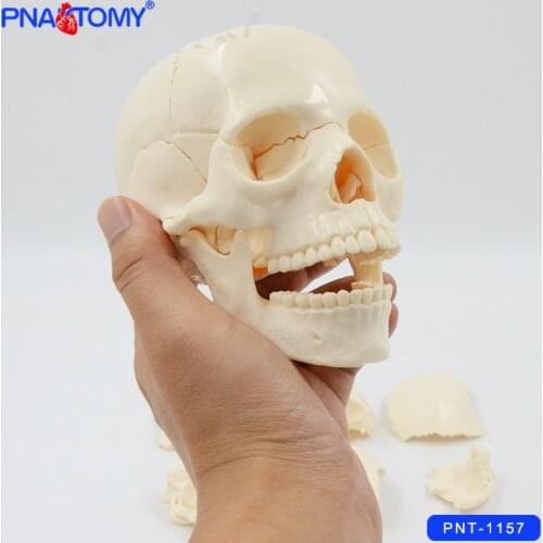 1/2 Life Size Skull Model 15 Parts Human Detachable Skull Anatomical Model Educational Equipment Teaching Resources Medical