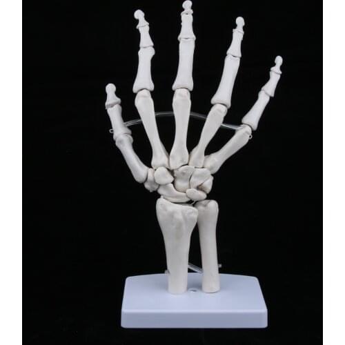 Medical Life-Size Human Hand Joint Skeleton Anatomical Model, Human Anatomy, Medical Teaching Tool