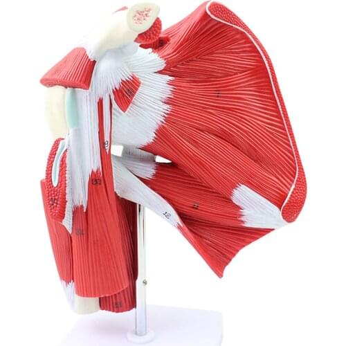 Shoulder joint muscle model upper limb deep muscles shoulder joint tendons muscle anatomy hierarchical ligaments