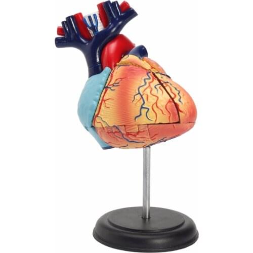 4D Disassembled Anatomical Human Heart Model Anatomy Medical Teaching Tool