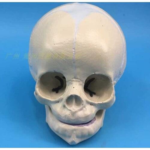 Resin 30 weeks Lifesize 1:1 Fetal Human Baby Skull Replica Resin Model Anatomical Medical Skeleton Teaching toys Wired Strange t